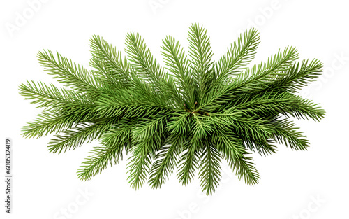 Christmas branch fir tree on white background