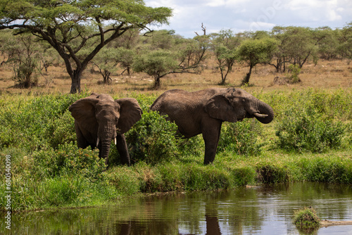 Elefanten an einem Flu  