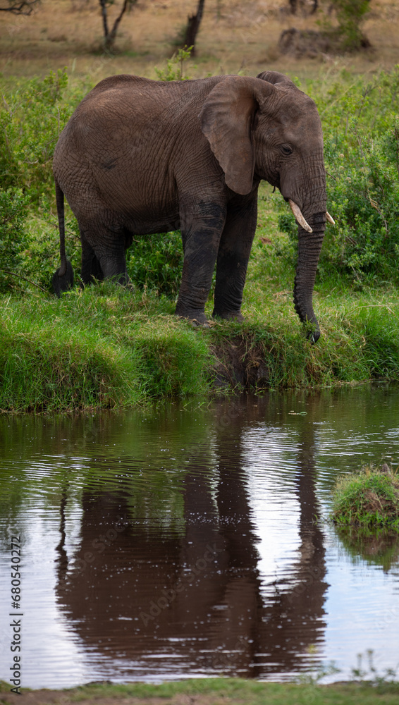 Fototapeta premium Elefant spiegelt sich in einem Fluß