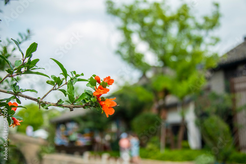 the closeup image of pomegranate (Punica granatum) flower. The bokeh background is PanLong TianDi in Panlong  QingPu Shanghai China. It is one of China's ancient water towns.  photo