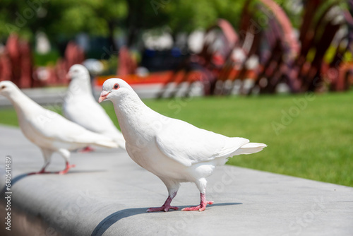 The closeup image of white pigeon. There are more than 500 pigeons lives in central Shanghai's People's Square of China are an attraction to both residents and tourists. 