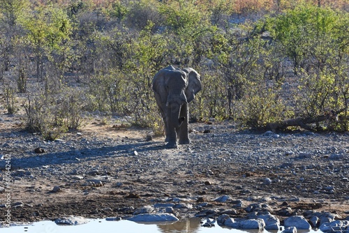 Afrikanischer Elefant (loxodonta africana) am Wasserloch Halali im Etoscha Nationalpark in Namibia.  photo