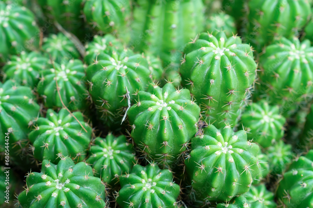 Green prickly cactus close-up backgrounds Green prickly cactus close-up backgrounds