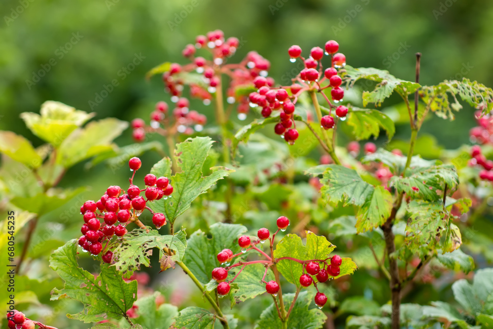 A bunch of viburnum with red berries and raindrops. Viburnum in the fall in rainy weather A bunch of viburnum with red berries and raindrops. Viburnum in the fall in rainy weather