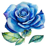Niebieska róża ilustracja