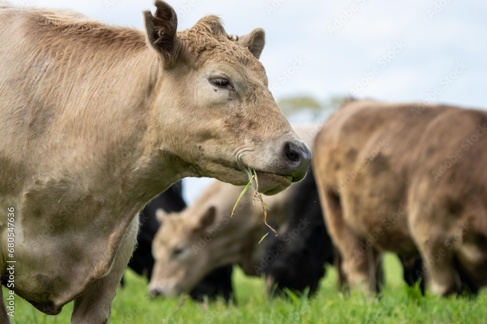 Australian cows grazing in a field on pasture. close up of a white murray grey cow eating grass in a paddock in springtime in australia Australian cows grazing in a field on pasture. close up of a white murray grey cow eating grass in a paddock in springtime in australia