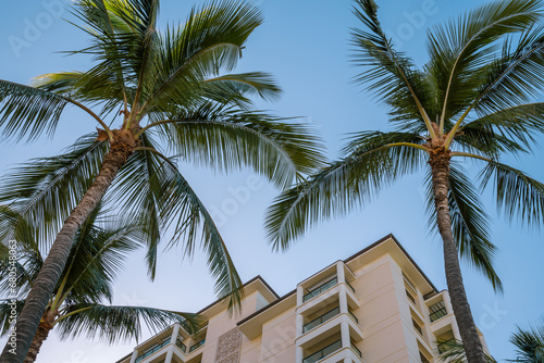 Beautiful tropical cityscape with modern architecture and palm trees view looking up.	