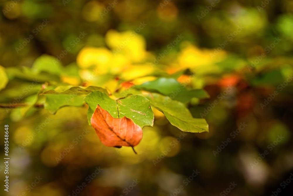 Detail of autumn coloured leaves Detail of autumn coloured leaves