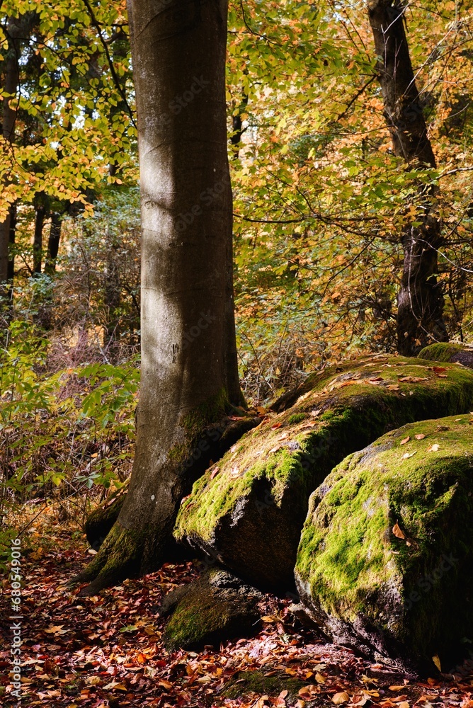 Autumnal Forest with Fallen Leaves Autumnal Forest with Fallen Leaves