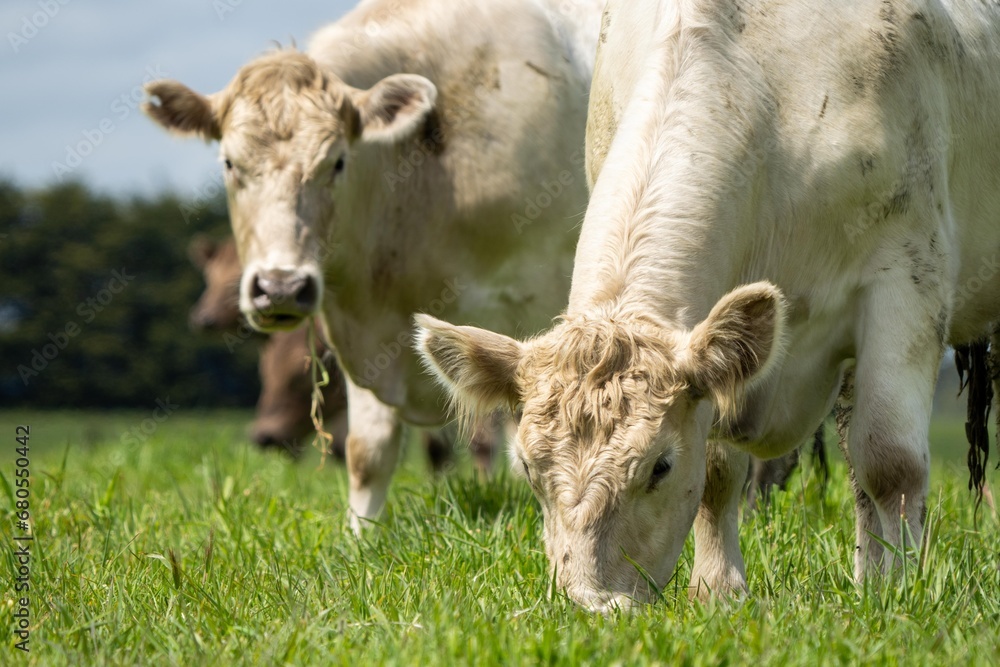 Australian cows grazing in a field on pasture. close up of a white murray grey cow eating grass in a paddock in springtime in australia Australian cows grazing in a field on pasture. close up of a white murray grey cow eating grass in a paddock in springtime in australia