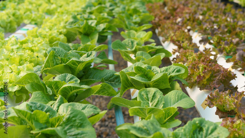 Several of salad vegetables produce and growing without soil in greenhouse of hydroponics farm