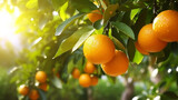 Fresh ripe oranges hanging on trees in orange garden