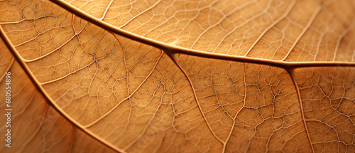 Ultra-close view of a dry leaf s texture.