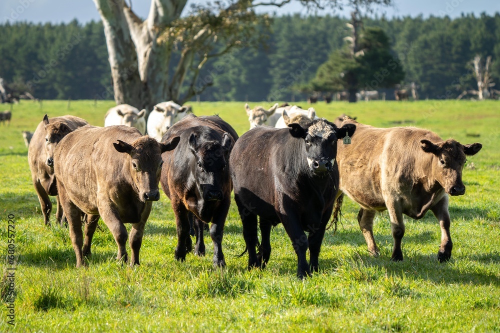 Australian wagyu cows grazing in a field on pasture. close up of a black angus cow eating grass in a paddock in springtime in australia Australian wagyu cows grazing in a field on pasture. close up of a black angus cow eating grass in a paddock in springtime in australia