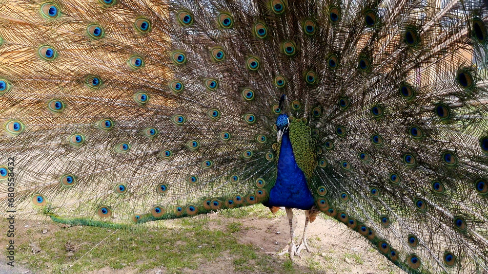 Obraz premium A blue peacock walking with his tail open, displaying colorful feathers