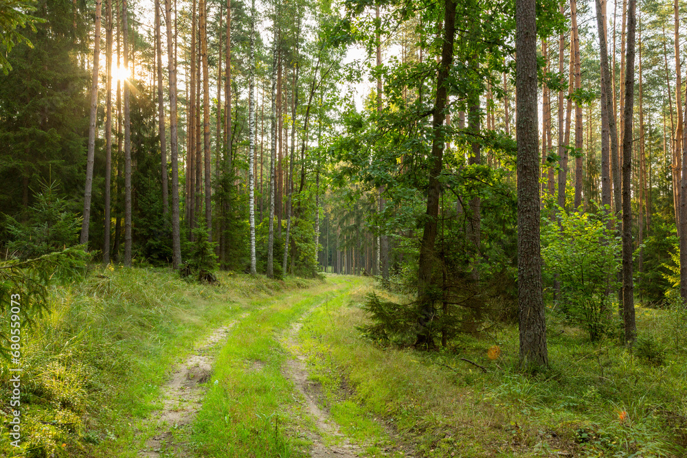 Fototapeta premium Forest roads in the wilderness