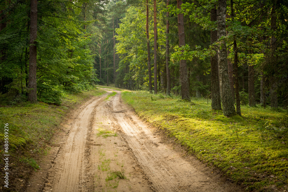 Forest roads in the wilderness Forest roads in the wilderness