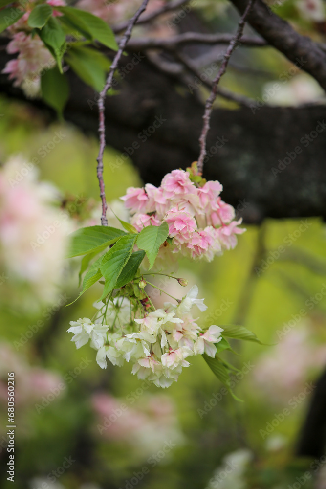 六孫王神社に咲く御衣黄桜 六孫王神社に咲く御衣黄桜