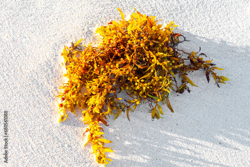 Fresh yellow sea weed sea grass sargazo on beach sand.