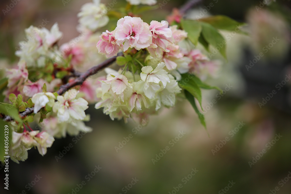 六孫王神社に咲く御衣黄桜 六孫王神社に咲く御衣黄桜