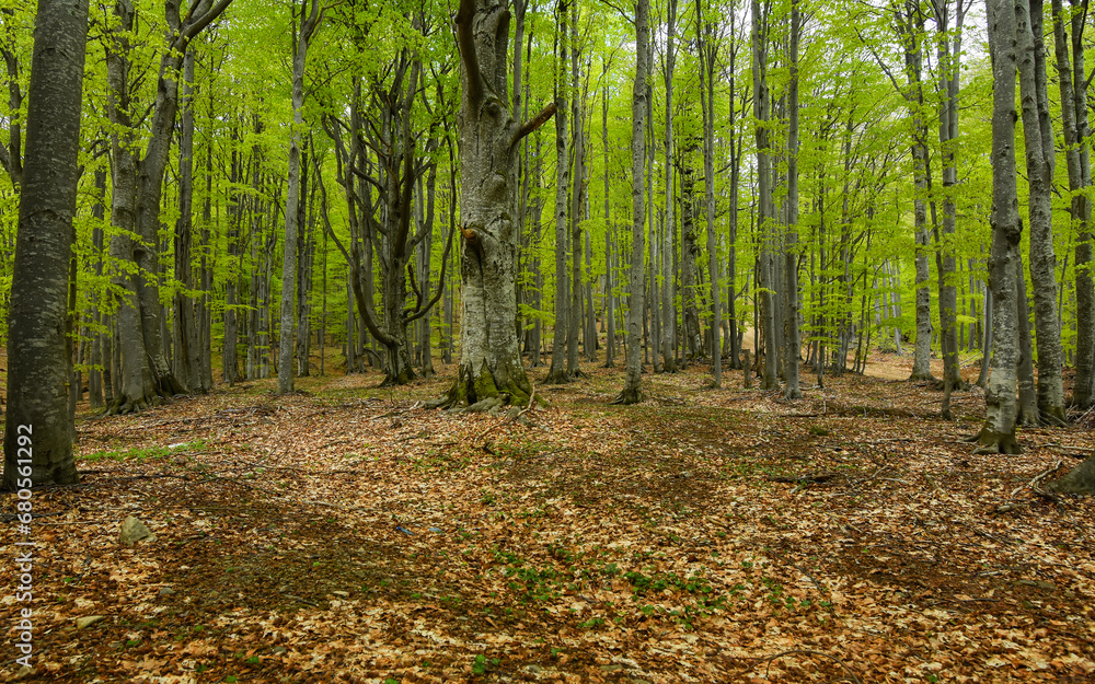 A beech forest blowing with green leaves. Springtime. The trees and their leaves are bright green. Luxuriant vegetation in Carpathia, Romania.