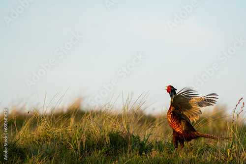 Calling pheasant on the field photo