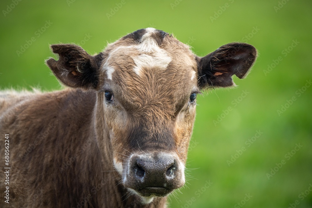 Australian cows grazing in a field on pasture. close up of a white murray grey cow eating grass in a paddock in springtime in australia Australian cows grazing in a field on pasture. close up of a white murray grey cow eating grass in a paddock in springtime in australia