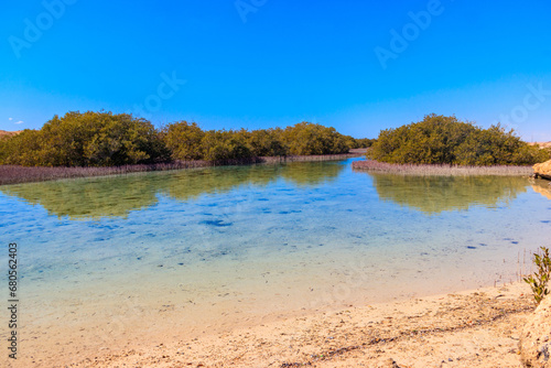 Mangrove trees in Ras Mohammed national park, Sinai peninsula in Egypt photo