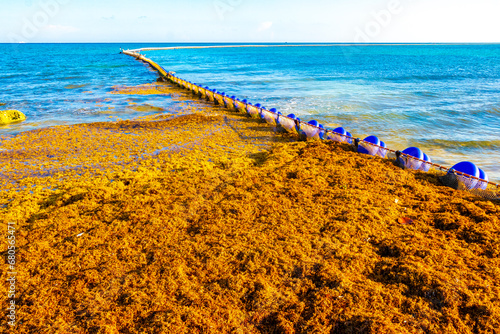 Fototapeta Naklejka Na Ścianę i Meble -  Seaweed Sargazo net caribbean beach water Playa del Carmen Mexico.