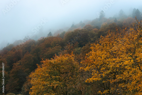 Fog in autumn mountains. Foggy day in autumn forest. Amazing autumn forest with vibrant colors foliage. Autumnal misty landscape. Carpathian mountains landscape, Ukraine. November landscape.