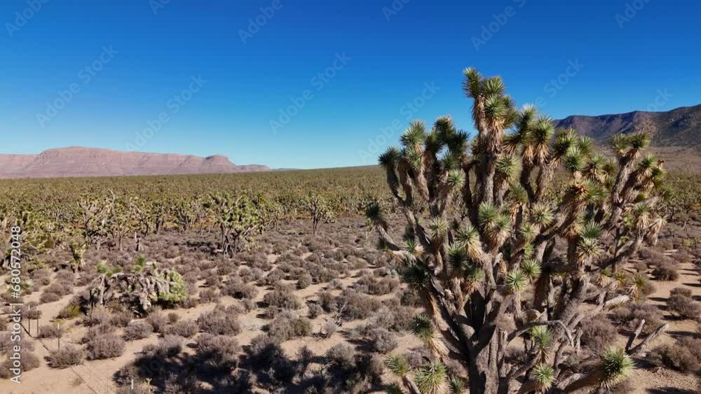 Joshua trees in the desert of Arizona - aerial photography Joshua trees in the desert of Arizona - aerial photography