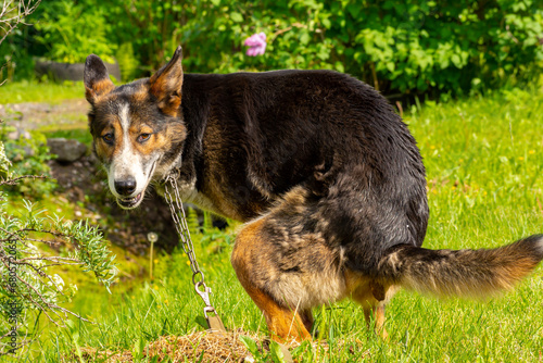 Dog shitting in the park in summer