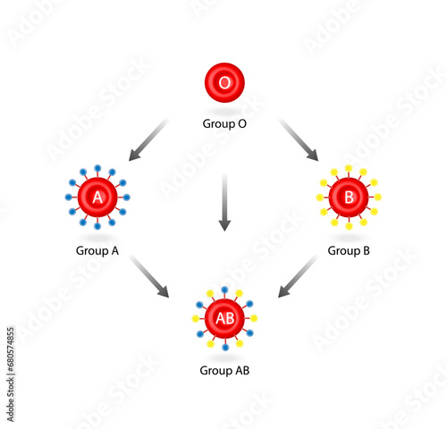  Blood compatibility, Blood donation, ABO Blood groups droplets., four blood types, A,B, AB and O groups, made up from combinations of the type A and type B antigens. Vector illustration.