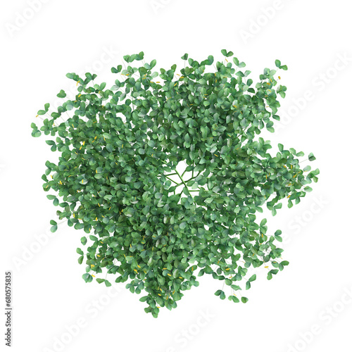 3d illustration of Arachis Pintoi bush isolated on transparent background, with top view