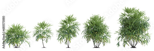 3d illustration of set Rhapis Excelsa bush isolated on transparent background photo