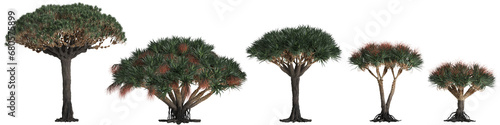 3d illustration of set Dracaena Draco tree isolated on transparent background photo