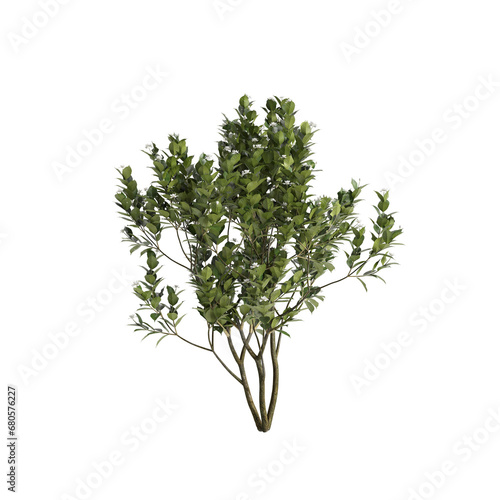 3d illustration of Gardenia Jasminoides bush isolated on black background