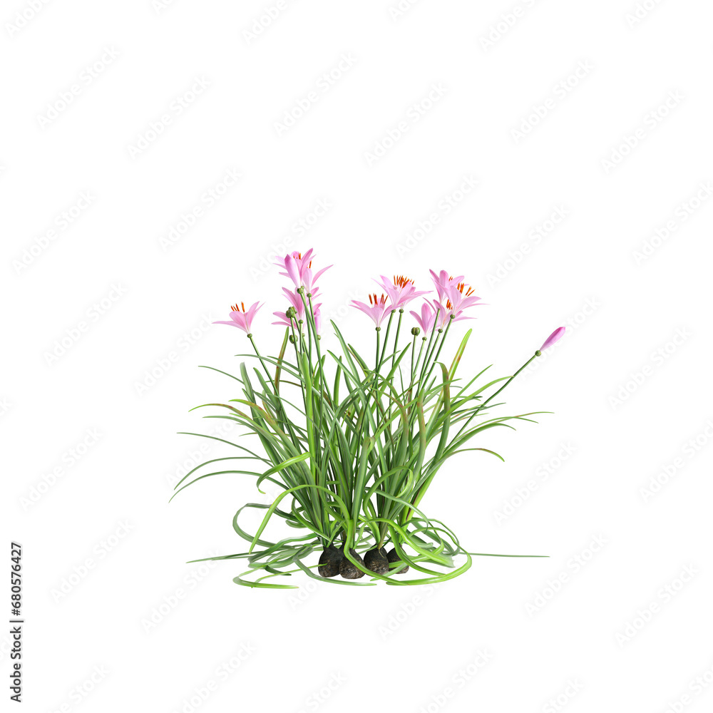 3d illustration of pink Zephyranthes bush isolated on transparent background