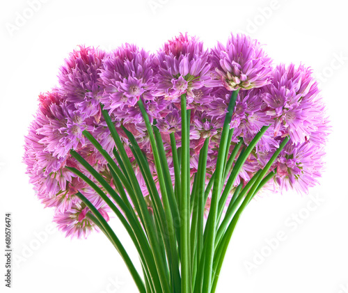 alium flower growing in a greenhouse