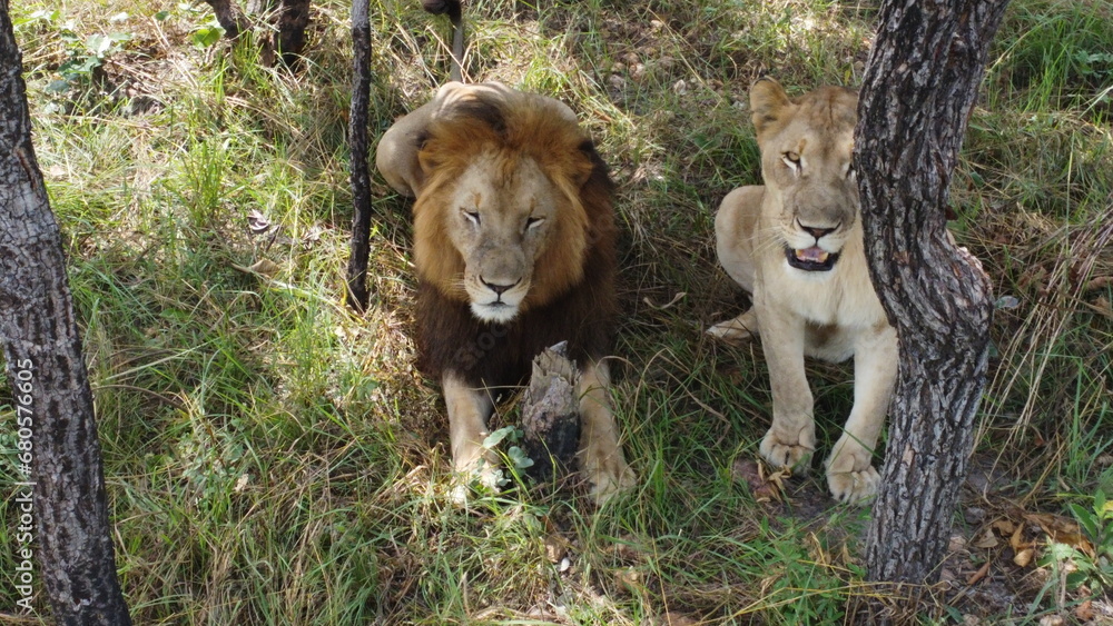 Fototapeta premium Lion and lioness