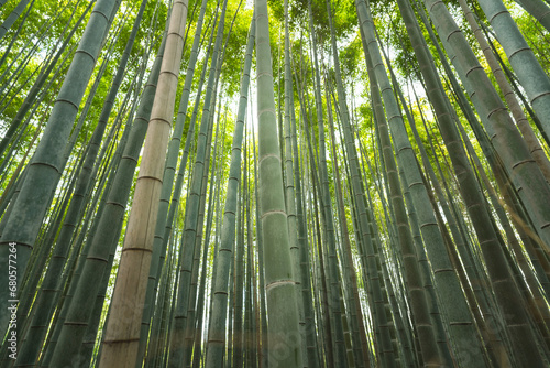 Tall bamboo tree plantation with sunlight as background at Arashiyama  the most famous tourist place in Kyoto  Japan. 