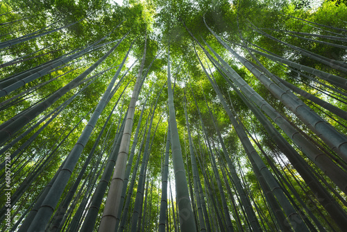 Tall bamboo tree plantation with sunlight as background at Arashiyama  the most famous tourist place in Kyoto  Japan. 