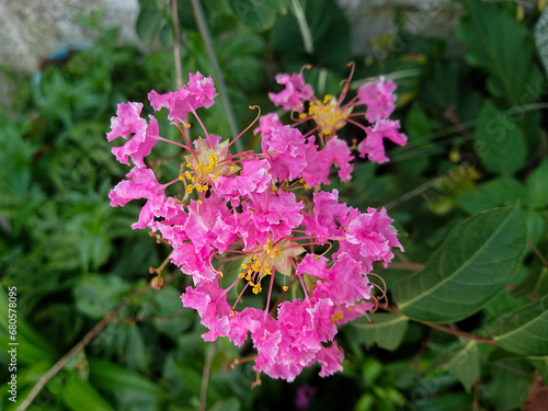 Pink flowers in the garden