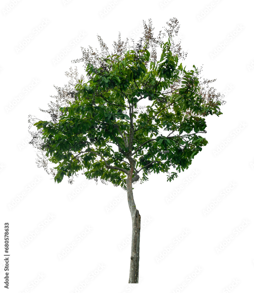 Obraz premium Tropical tree isolated on white background