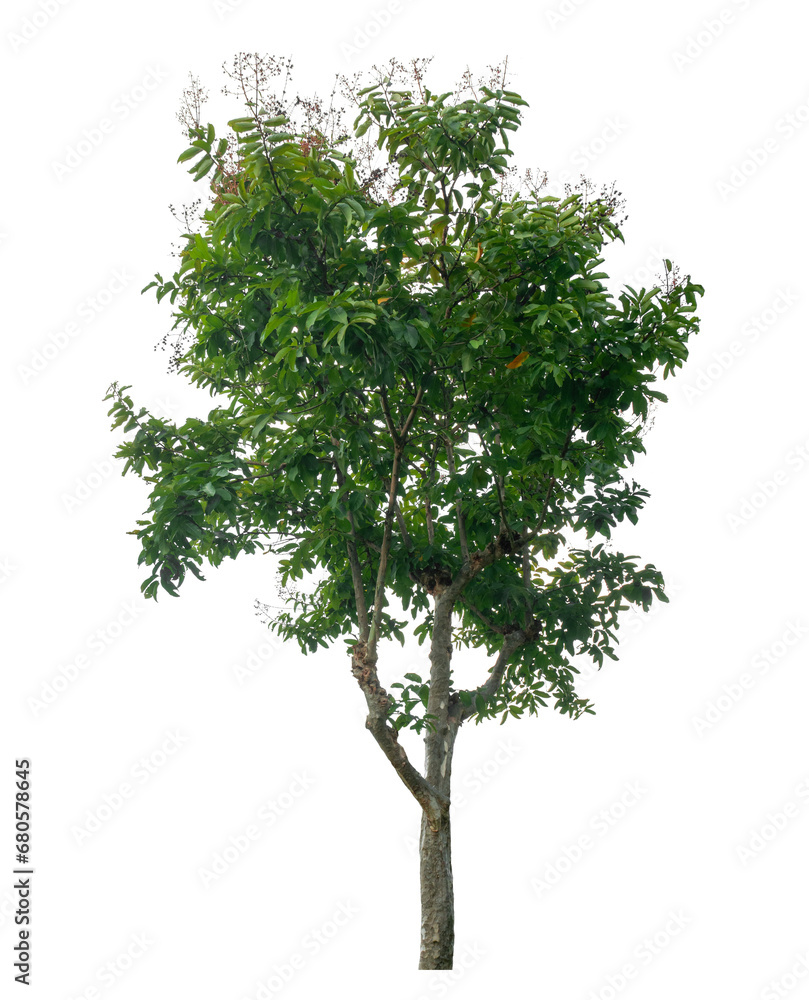 Obraz premium Tropical tree isolated on white background
