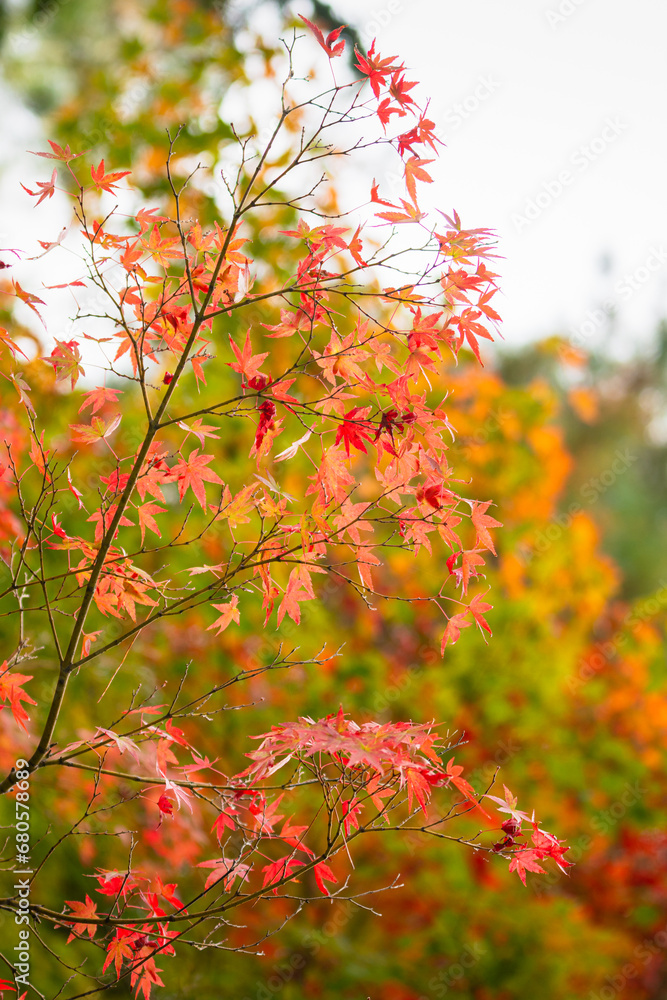 Bright red and orange tree leaf in autumn season. Natural background photo scene. Close-up and selective focus. Bright red and orange tree leaf in autumn season. Natural background photo scene. Close-up and selective focus.