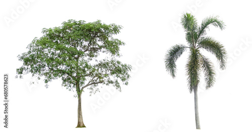Picture of various types of trees. Isolated. Illustration. Design on white background. © Somsak
