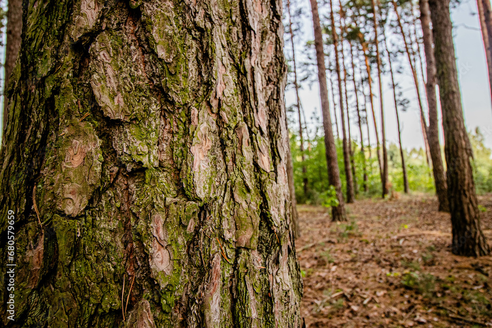 brown bark texture of a pine tree in the forest brown bark texture of a pine tree in the forest