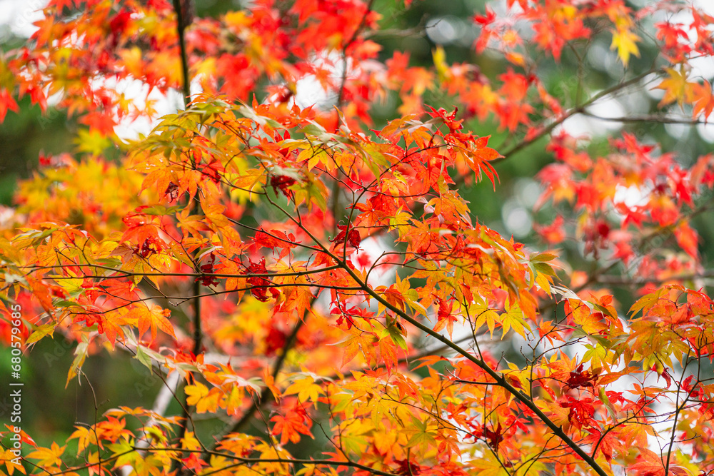 Bright red and orange tree leaf in autumn season. Natural background photo scene. Close-up and selective focus. Bright red and orange tree leaf in autumn season. Natural background photo scene. Close-up and selective focus.