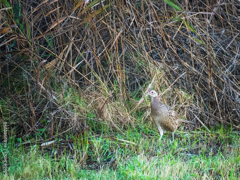 Pheasant hen walking and lurking for food Pheasant hen walking and lurking for food